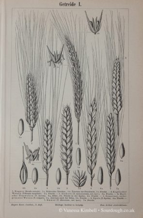 1902 – Wheat, Oats, Durum, Spelt, Emmer - UK