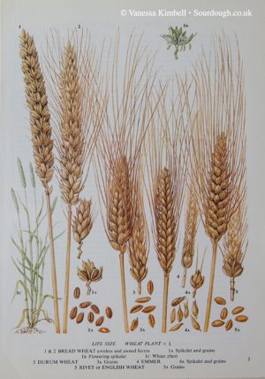 1920 – Heritage wheat – Emmer, Rivet, Durum – UK