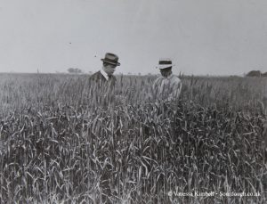 1931 – Wheat harvest – USA