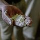 A close up of a hand cupped holding white flour