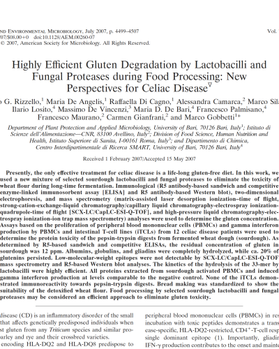 Sourdough lactobacilli and gluten degradation