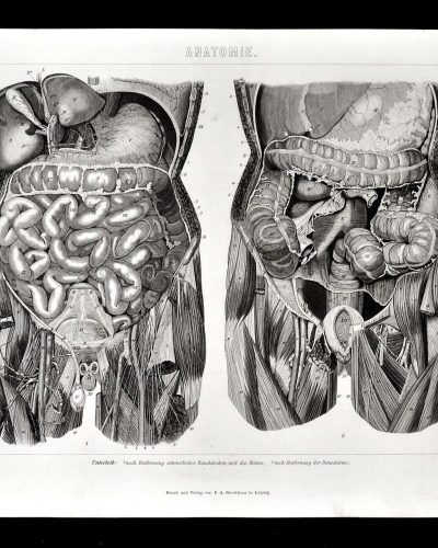 intestines