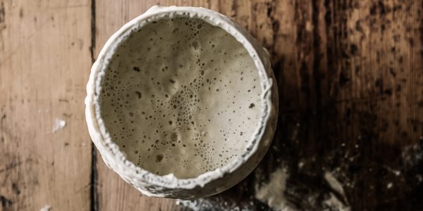 white sourdough starter