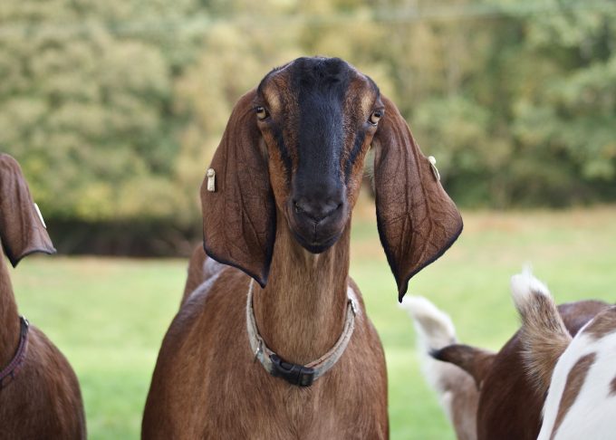 goat used for milk