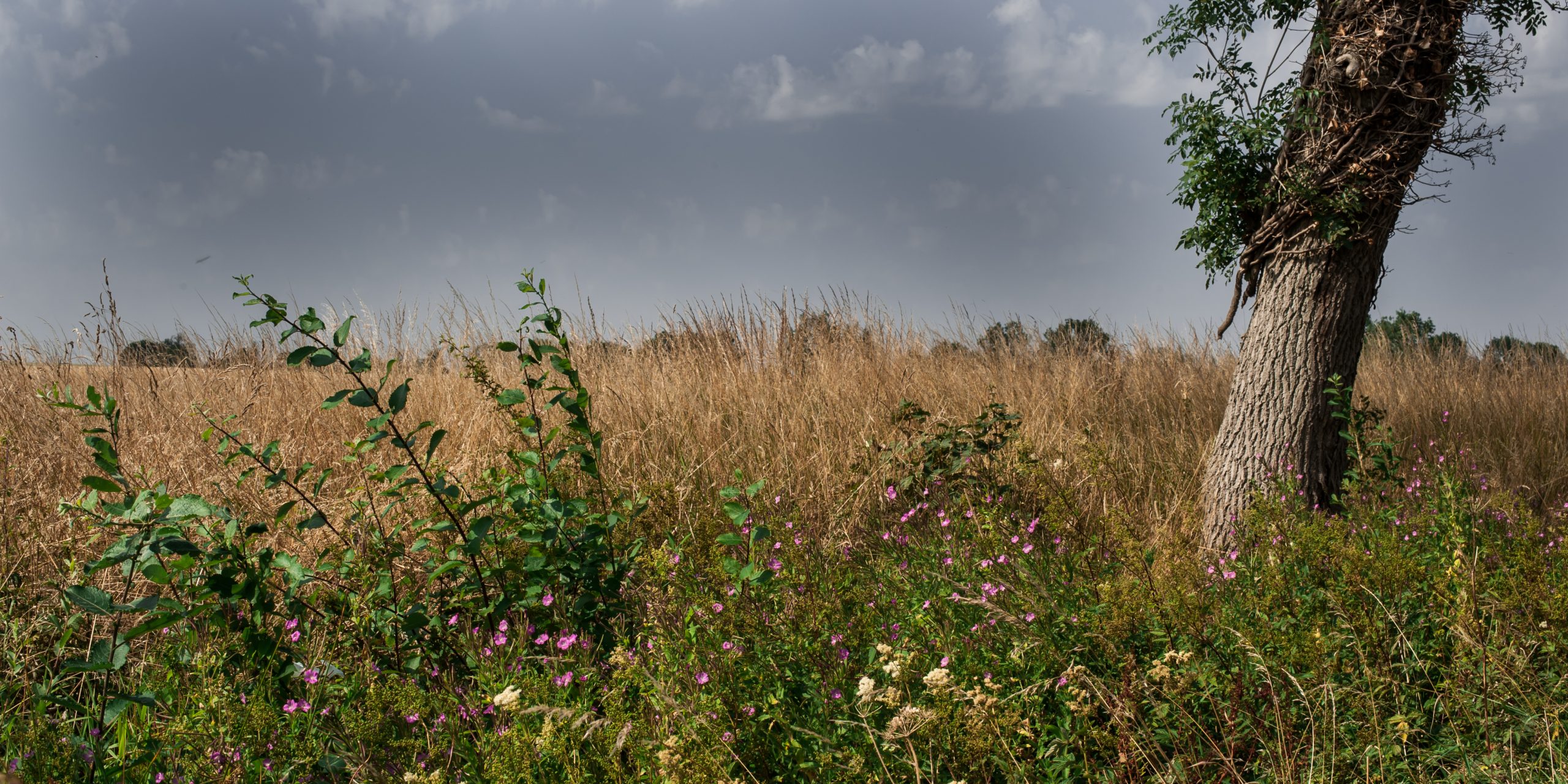 Meadow Blend