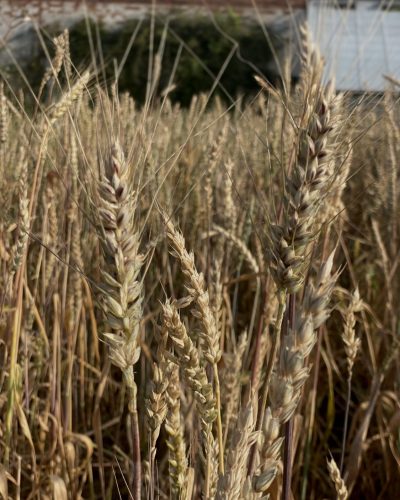 wheat growing in a field