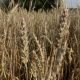 wheat growing in a field