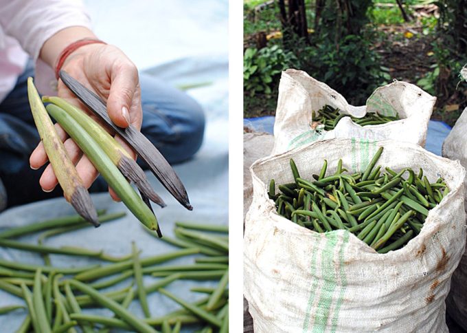 Vanilla beans are being picked and harvested