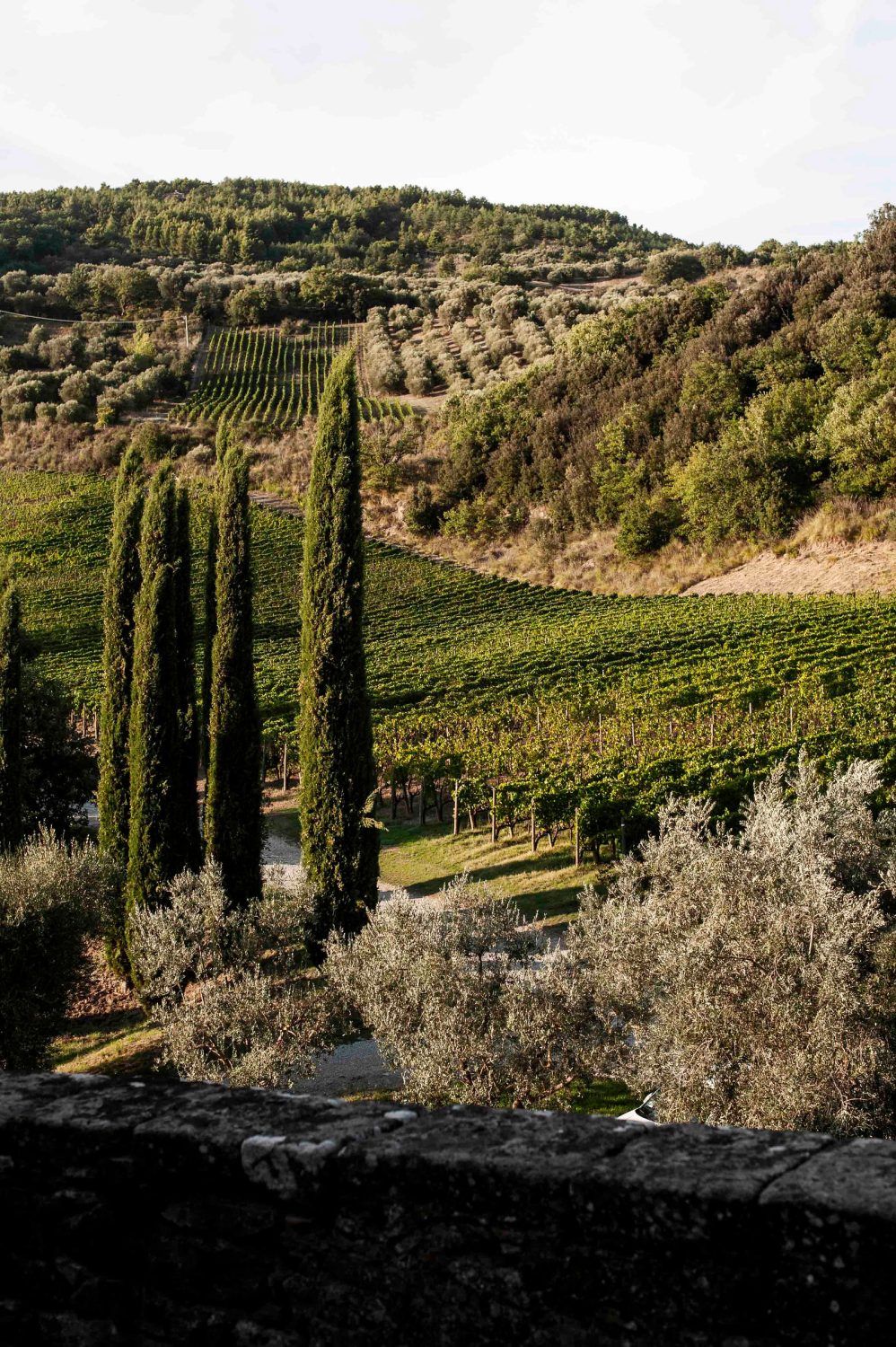 Tuscany viewpoint overlooking trees and land